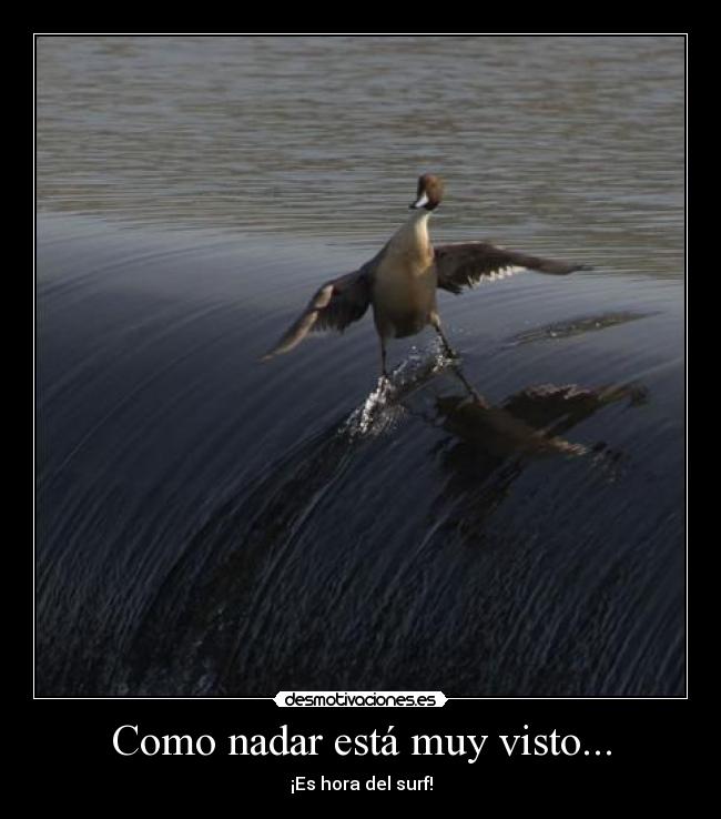 Como nadar está muy visto... - ¡Es hora del surf!