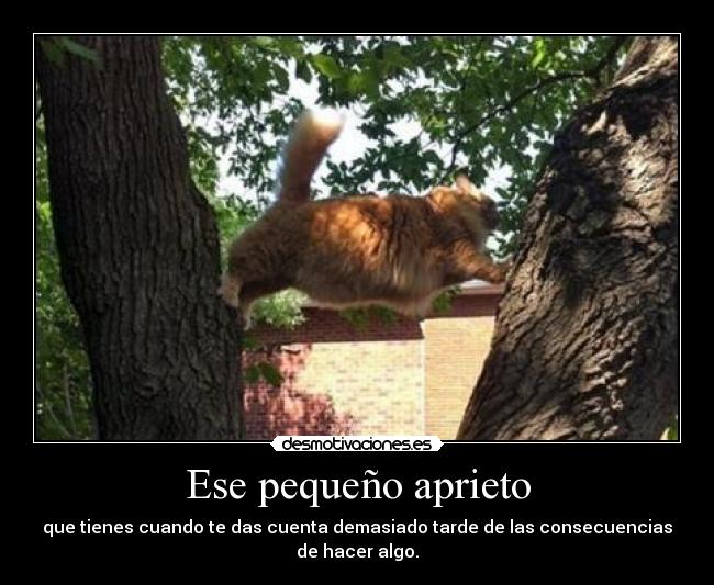 carteles miau miau miauumiauu desmotivaciones