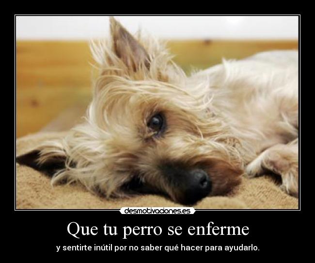 carteles perros desmotivaciones