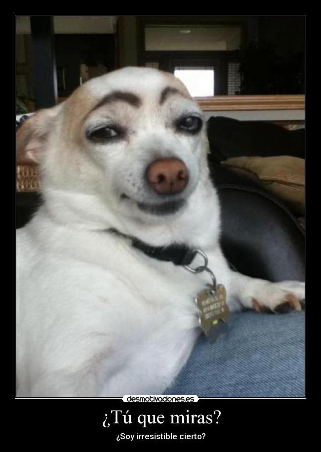 ¿Tú que miras? - ¿Soy irresistible cierto?