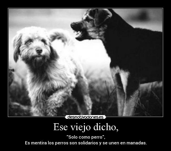 Ese viejo dicho, - Solo como perro,
Es mentira los perros son solidarios y se unen en manadas.