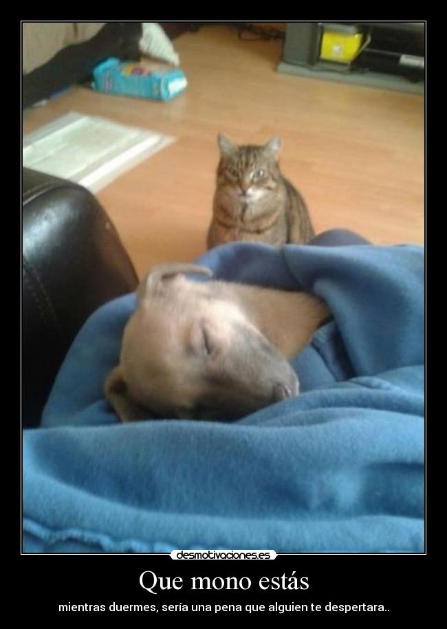 Que mono estás - mientras duermes, sería una pena que alguien te despertara..