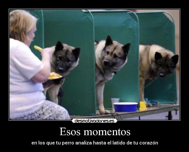 Esos momentos - en los que tu perro analiza hasta el latido de tu corazón