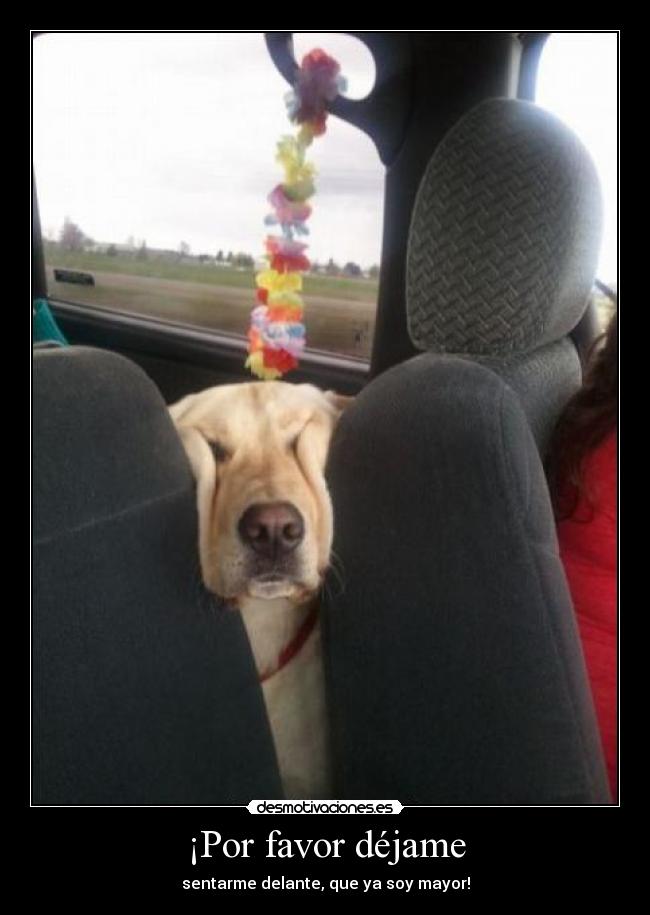 ¡Por favor déjame - sentarme delante, que ya soy mayor!