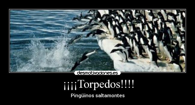 ¡¡¡¡Torpedos!!!! - Pingüinos saltamontes
