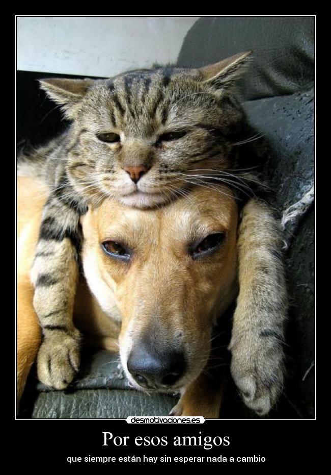 Por esos amigos - que siempre están hay sin esperar nada a cambio