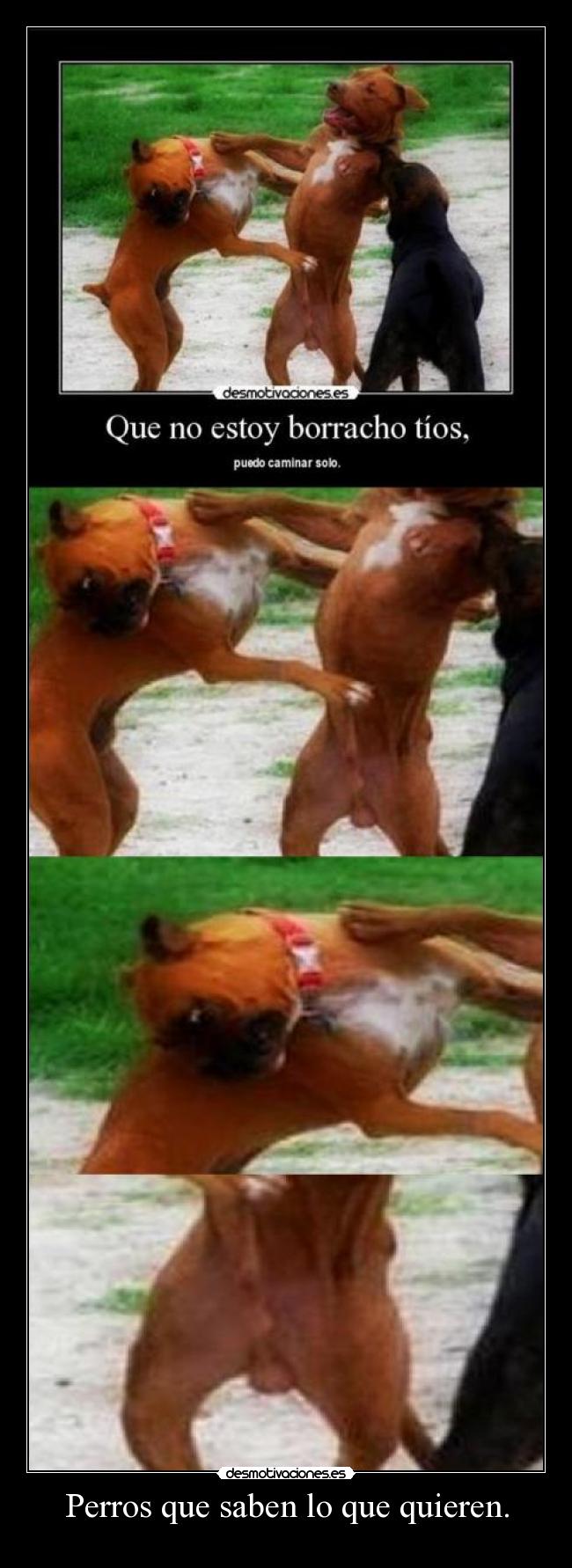 Perros que saben lo que quieren. -