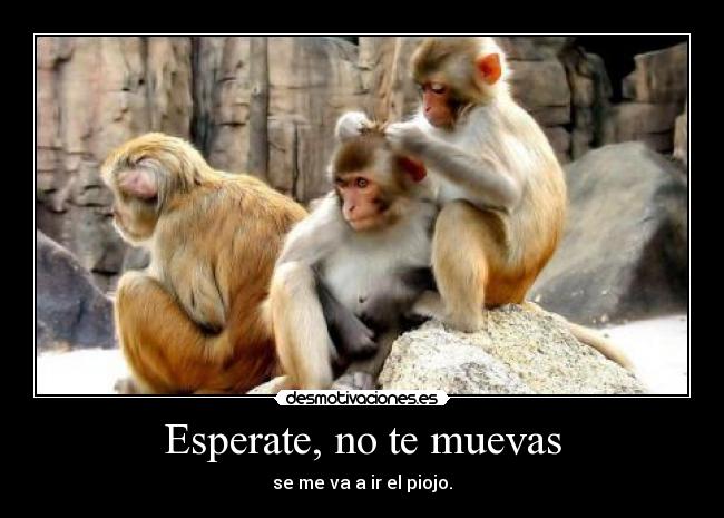 Esperate, no te muevas - se me va a ir el piojo.