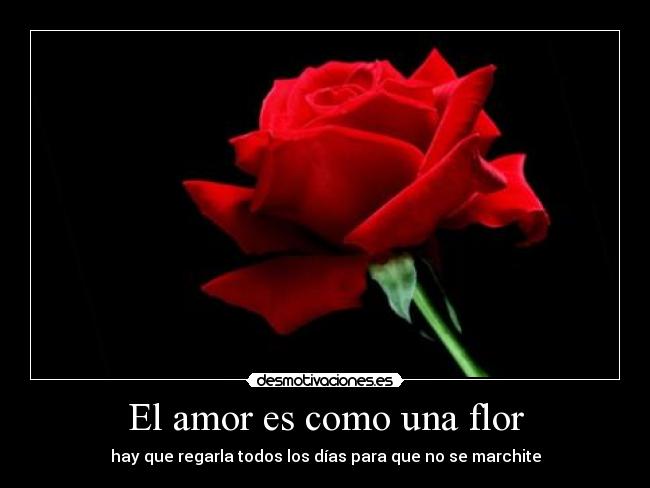 El amor es como una flor Desmotivaciones