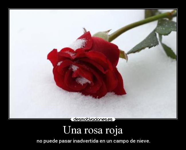 Una rosa roja -