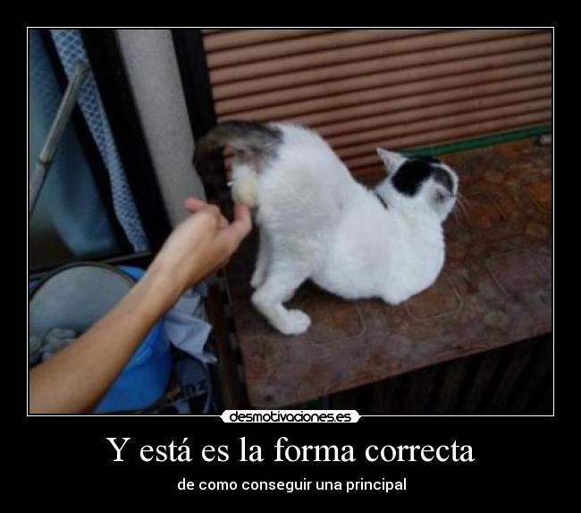 Y está es la forma correcta - de como conseguir una principal