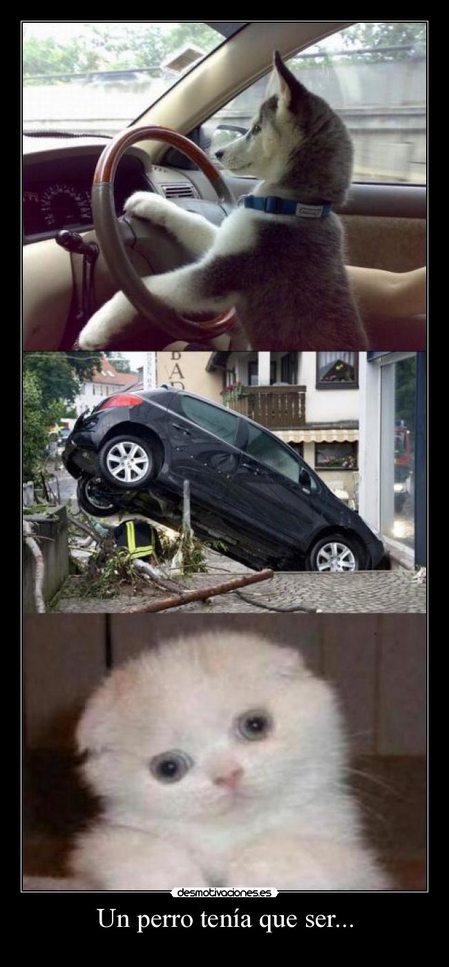 Un perro tenía que ser... -