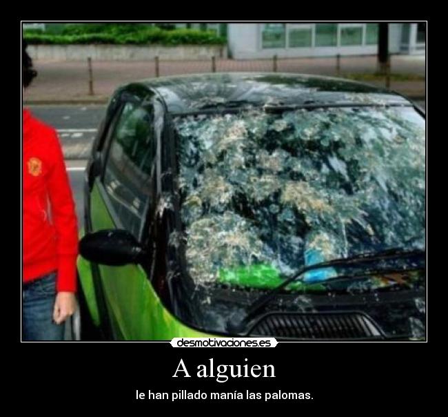 A alguien - le han pillado manía las palomas.