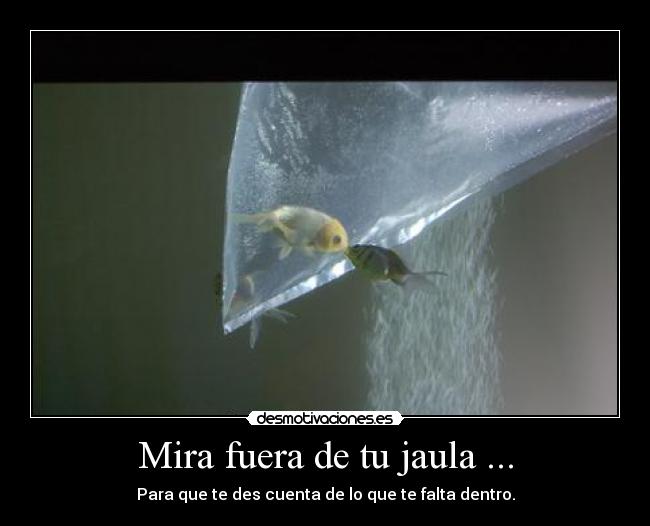Mira fuera de tu jaula ... - Para que te des cuenta de lo que te falta dentro.
