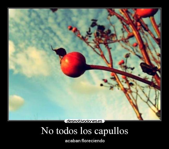 carteles capullos flores florecer desmotivaciones