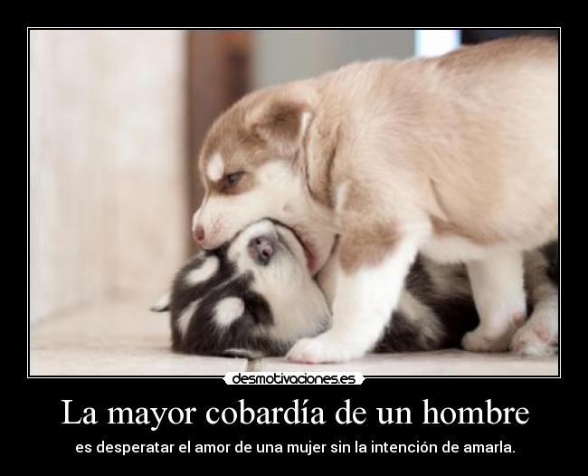 carteles noidoisi perrosyperrosymasperros truestorymen desmotivaciones