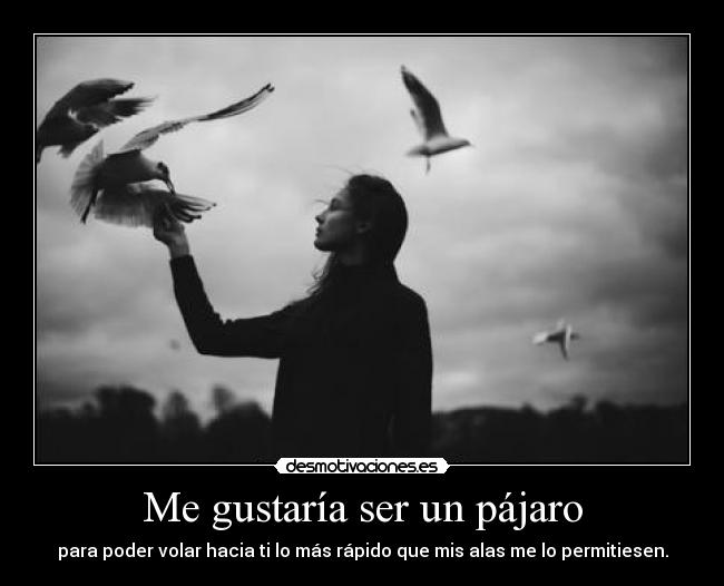 Me gustaría ser un pájaro - 