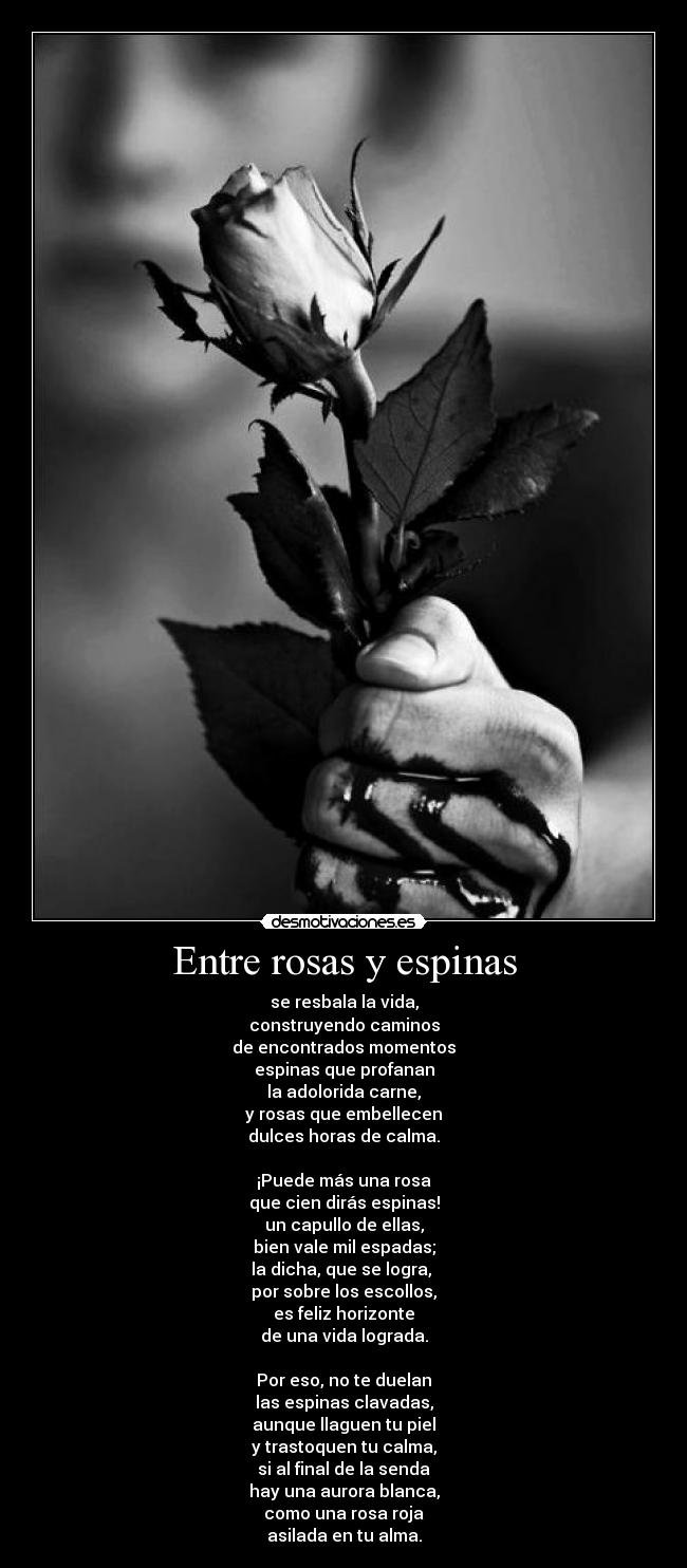 Entre rosas y espinas - se resbala la vida,
construyendo caminos
de encontrados momentos
espinas que profanan
la adolorida carne,
y rosas que embellecen
dulces horas de calma.
¡Puede más una rosa
que cien dirás espinas!
un capullo de ellas,
bien vale mil espadas;
la dicha, que se logra,
por sobre los escollos,
es feliz horizonte
de una vida lograda.
Por eso, no te duelan
las espinas clavadas,
aunque llaguen tu piel
y trastoquen tu calma,
si al final de la senda
hay una aurora blanca,
como una rosa roja
asilada en tu alma.
