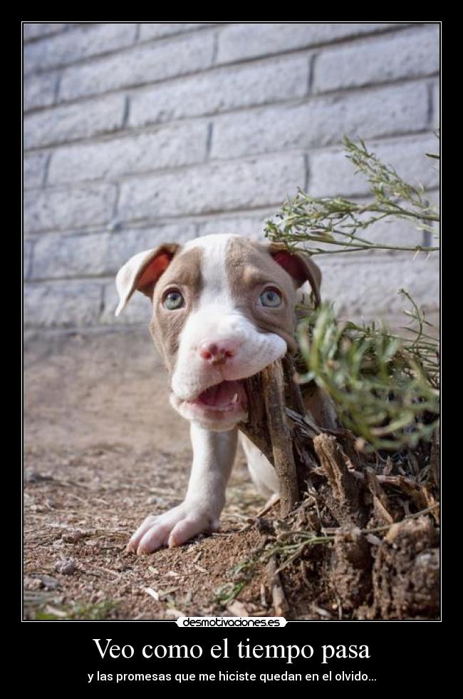 Veo como el tiempo pasa - 