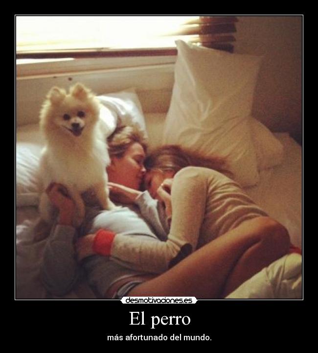 El perro - más afortunado del mundo.