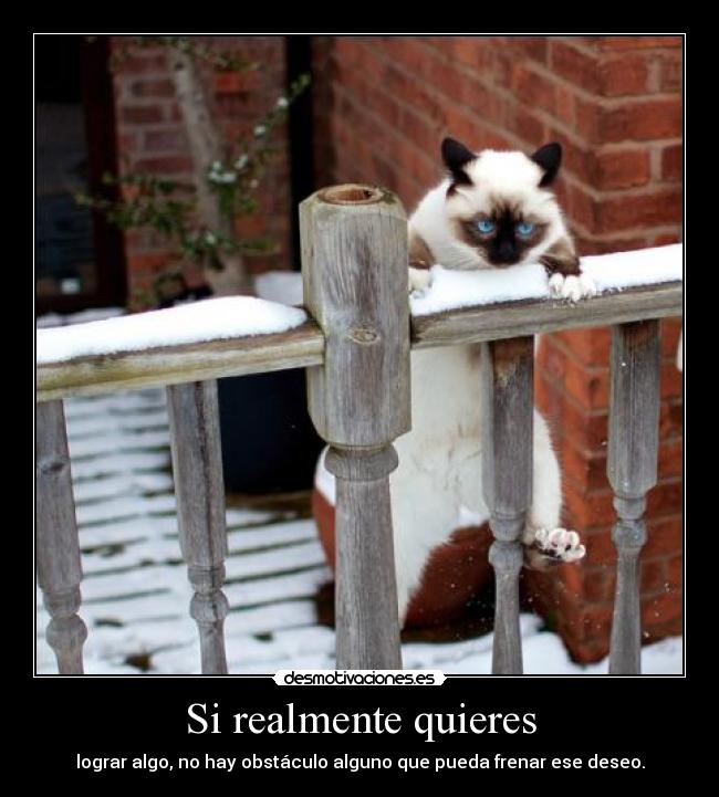 Si realmente quieres -