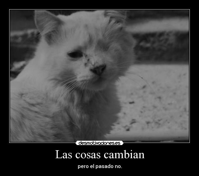 carteles idk gatoscosas cambio jamas nunca patch desmotivaciones