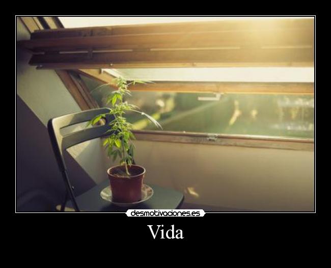 Vida -