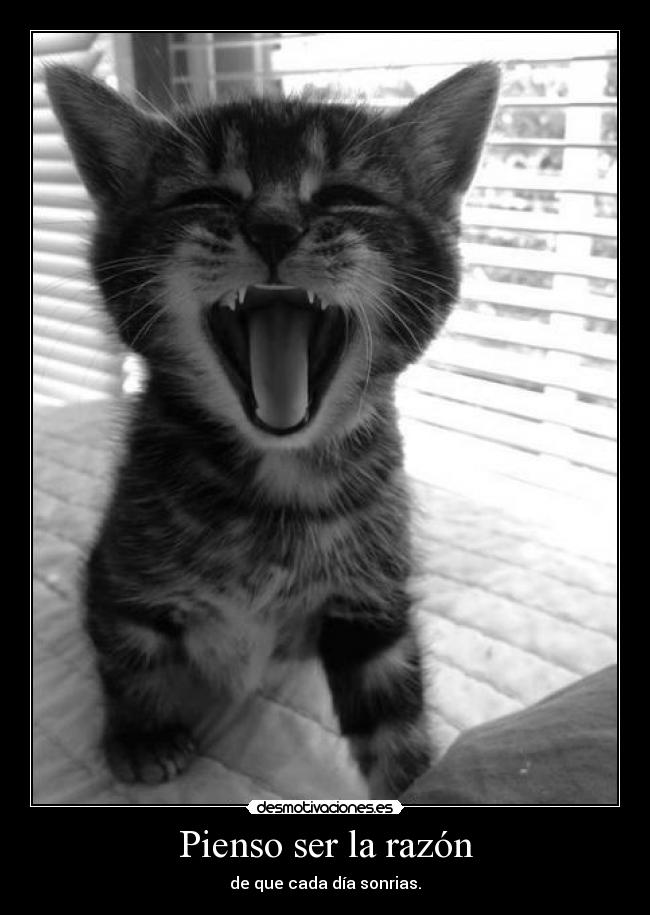 Pienso ser la razón - 