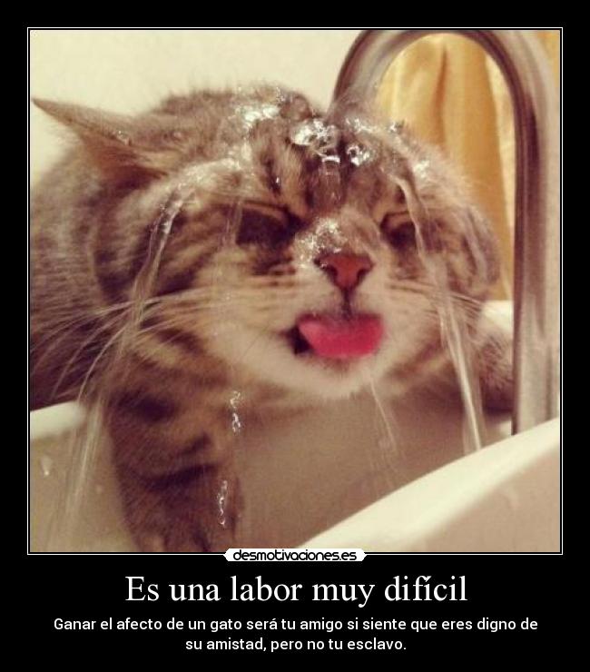 Es una labor muy difícil - Ganar el afecto de un gato será tu amigo si siente que eres digno de
su amistad, pero no tu esclavo.