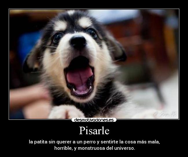 Pisarle - la patita sin querer a un perro y sentirte la cosa más mala,
horrible, y monstruosa del universo.