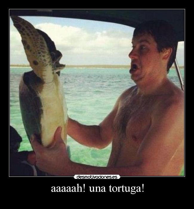 aaaaah! una tortuga! - 