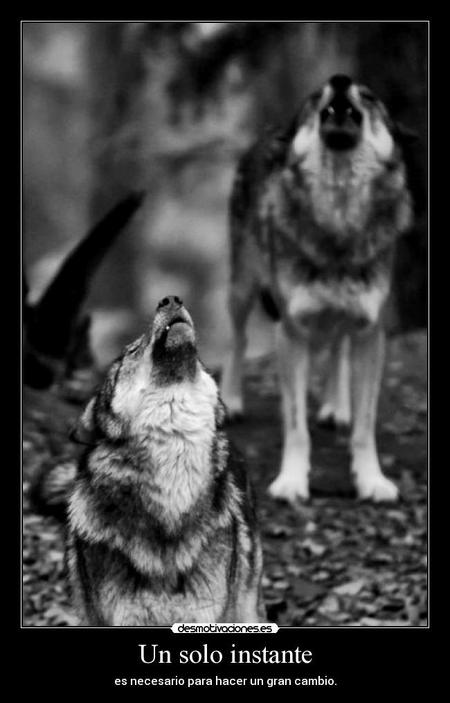 carteles dosguiond lobitaygatito clonespower malaquita aullen lobos aullen desmotivaciones