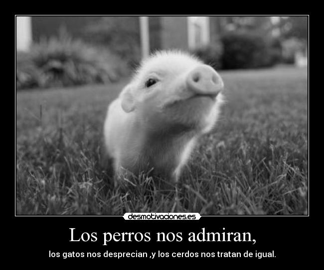 Los perros nos admiran, - los gatos nos desprecian ,y los cerdos nos tratan de igual.