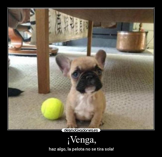 carteles parece que tengo debilidad por las fotos perritos todo desmotivaciones