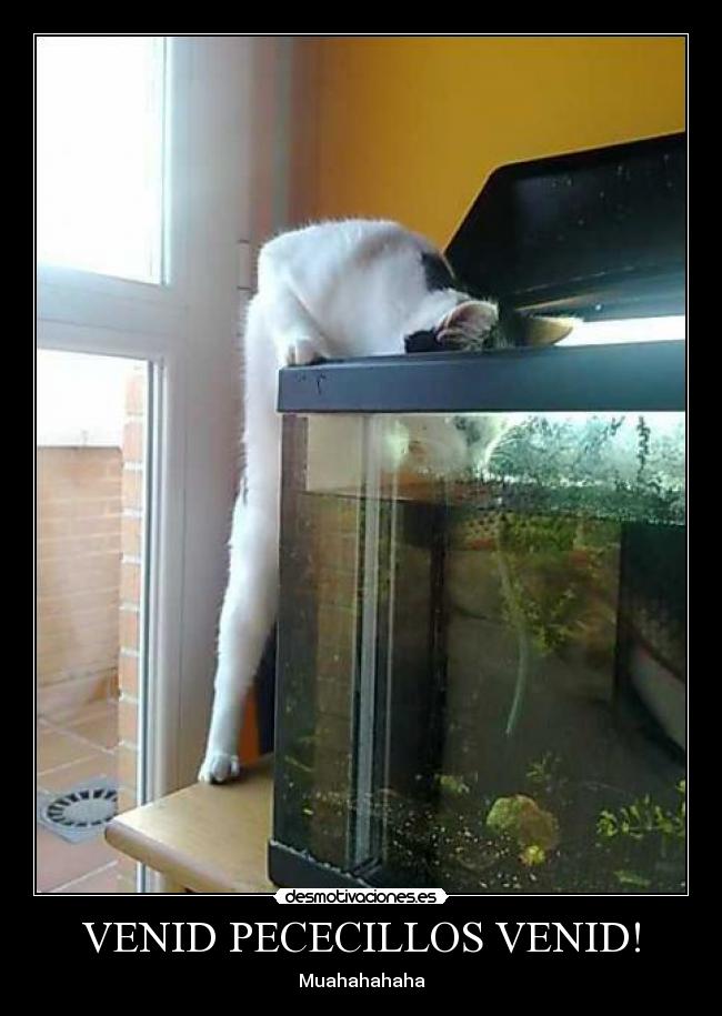 VENID PECECILLOS VENID! - 