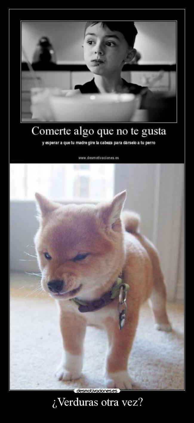 carteles clandominadores cartel humor perruno desmotivaciones