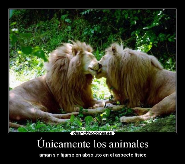 Únicamente los animales - aman sin fijarse en absoluto en el aspecto físico
