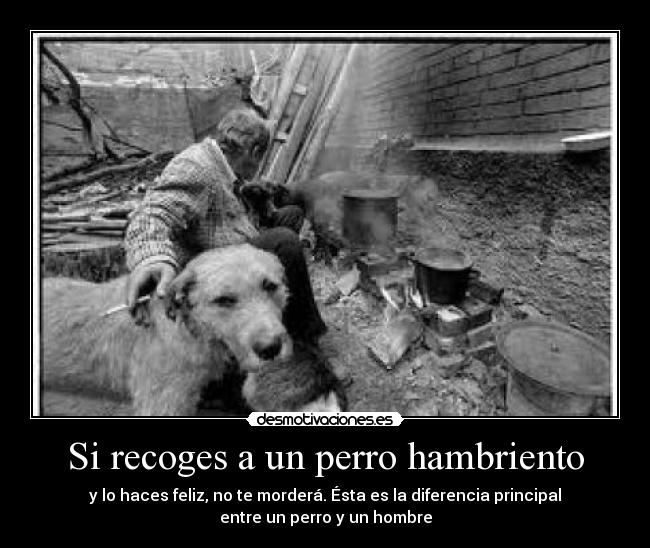 Si recoges a un perro hambriento -