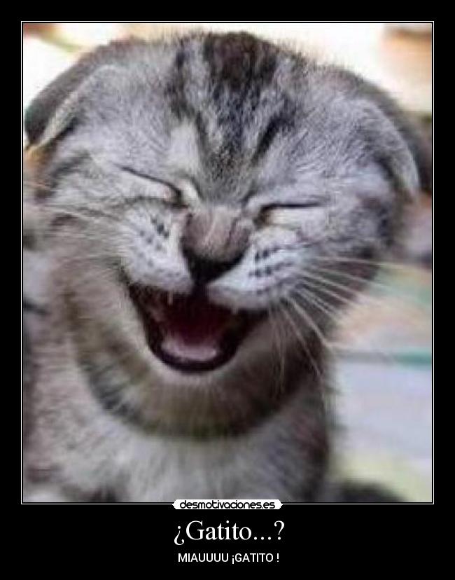 ¿Gatito...? - MIAUUUU ¡GATITO♡!