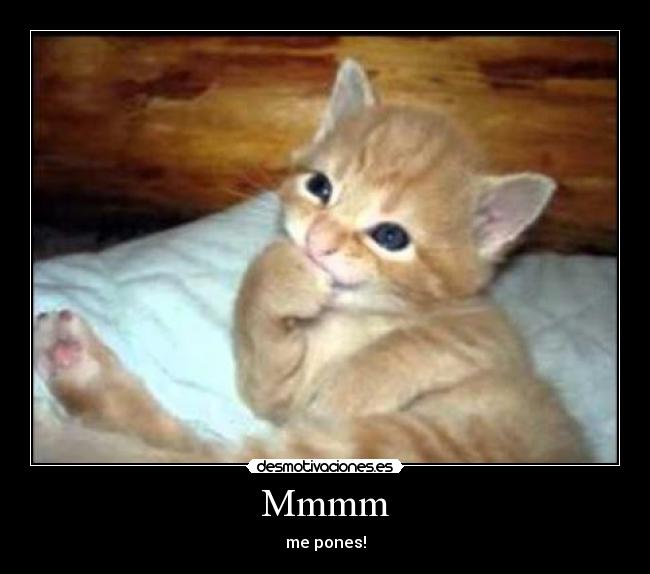 carteles gatitos desmotivaciones