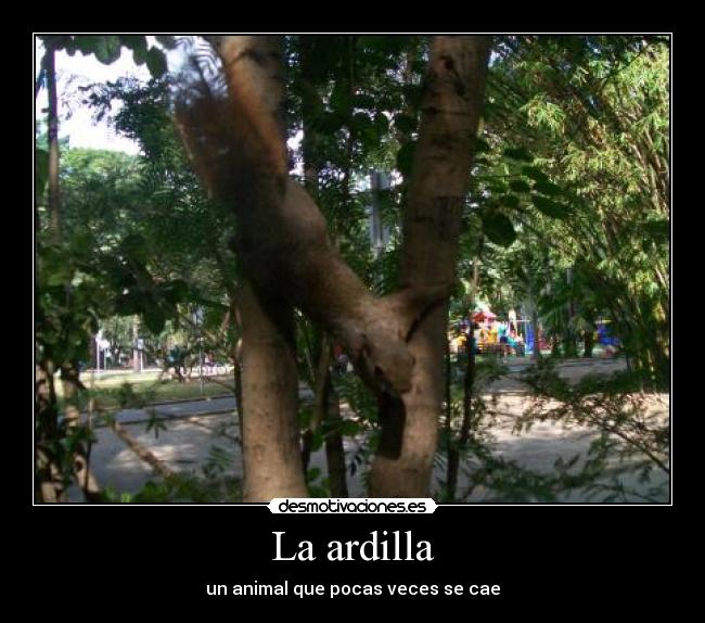 La ardilla - un animal que pocas veces se cae