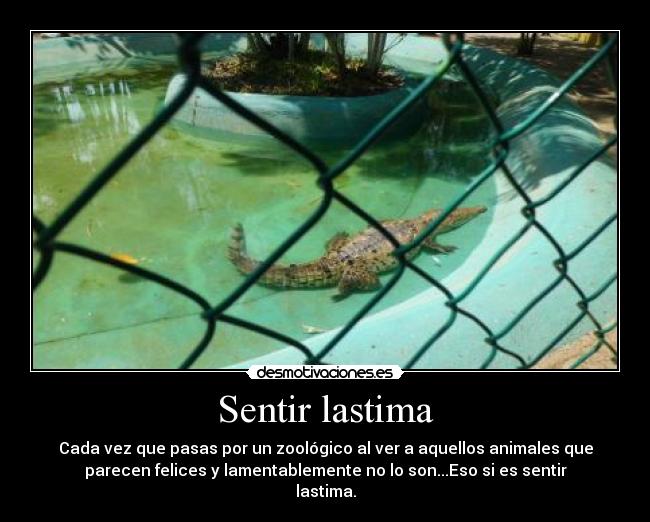 carteles animales desmotivaciones