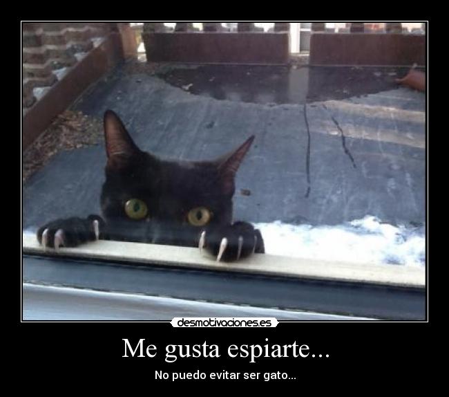 Me gusta espiarte... - No puedo evitar ser gato...