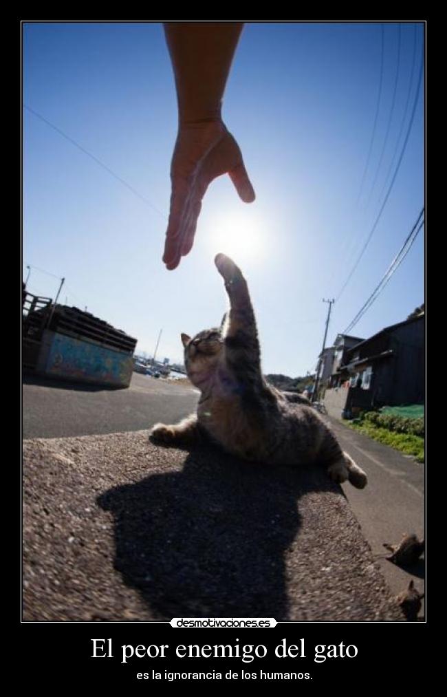 El peor enemigo del gato - es la ignorancia de los humanos.