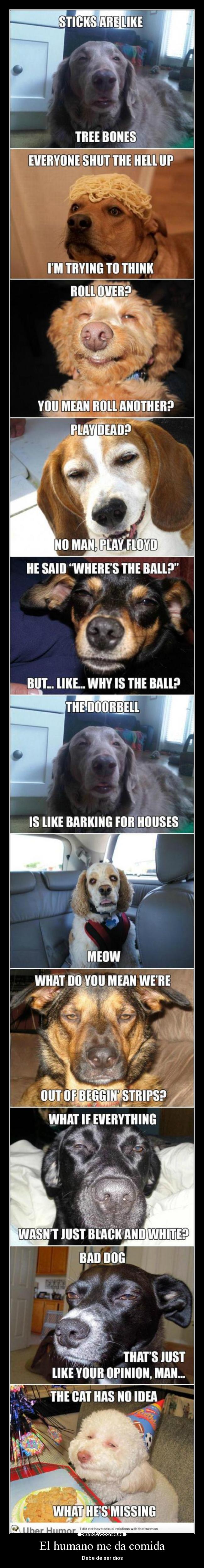 El humano me da comida - 