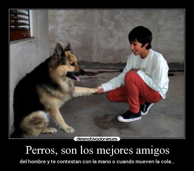 Perros, son los mejores amigos - 