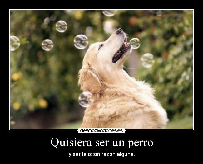 Quisiera ser un perro - y ser feliz sin razón alguna.