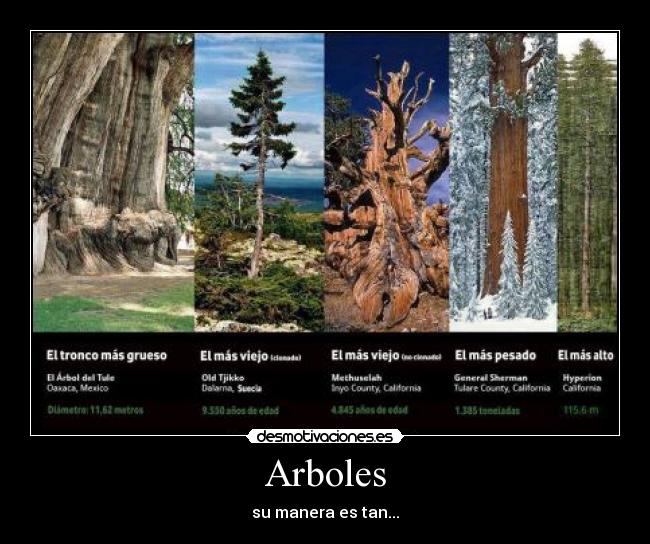 Arboles - su manera es tan...