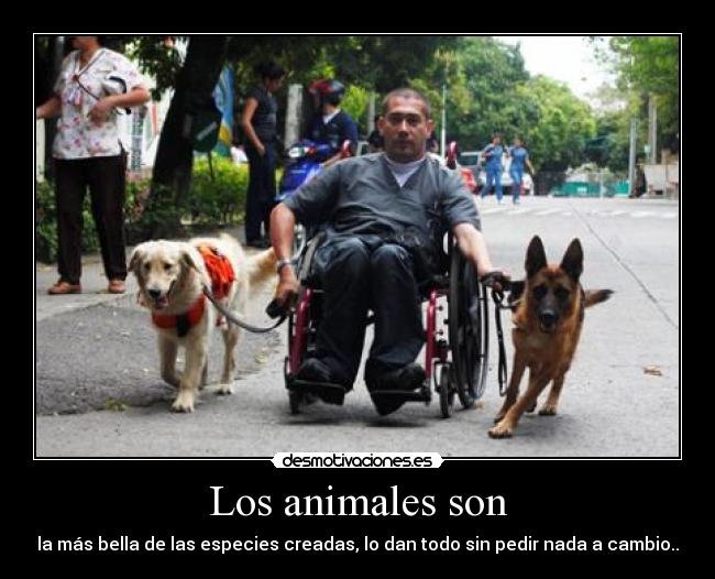 Los animales son - la más bella de las especies creadas, lo dan todo sin pedir nada a cambio..