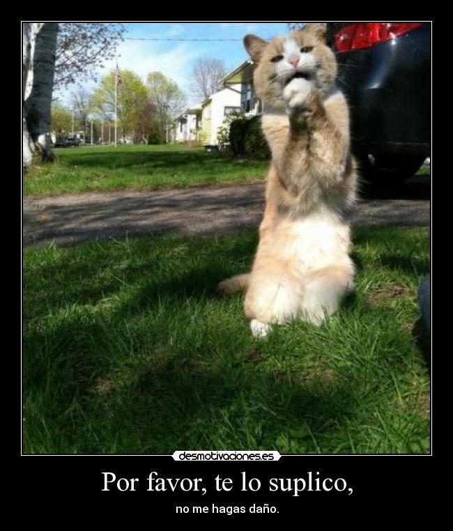 Por favor, te lo suplico, - 